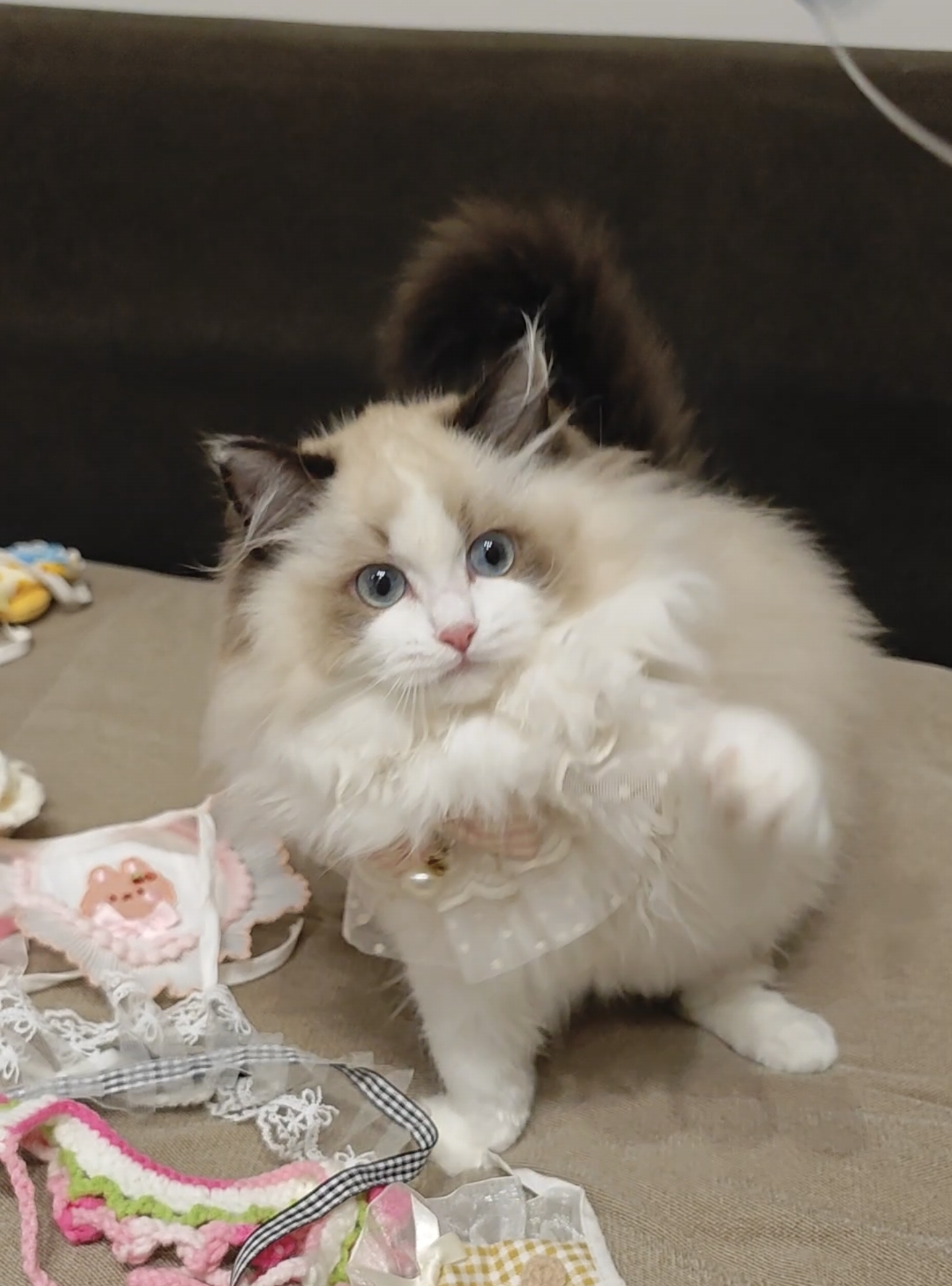 海双布偶猫妹妹,偏远地区不发,拍前请咨询